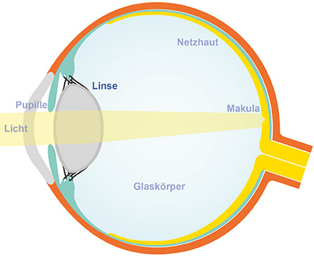 Anatomie des Auges