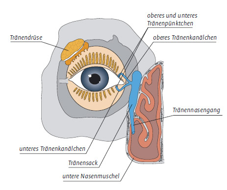 Aufbau Tränenkanal