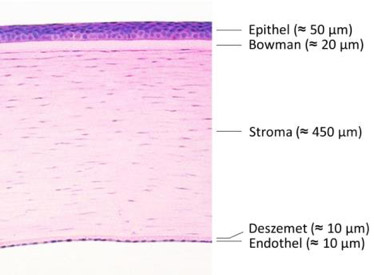 Histologie der Hornhaut