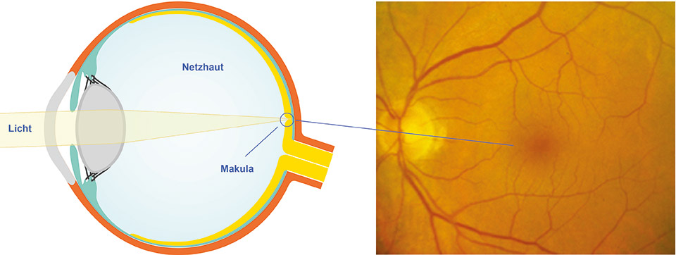 Querschnitt Makula
